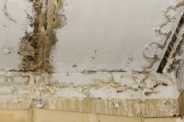 Best Biohazard Mold Removal  in Glen Ridge, NJ