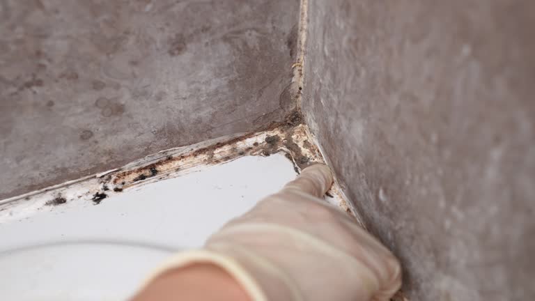 Glen Ridge, NJ Mold Removal Company